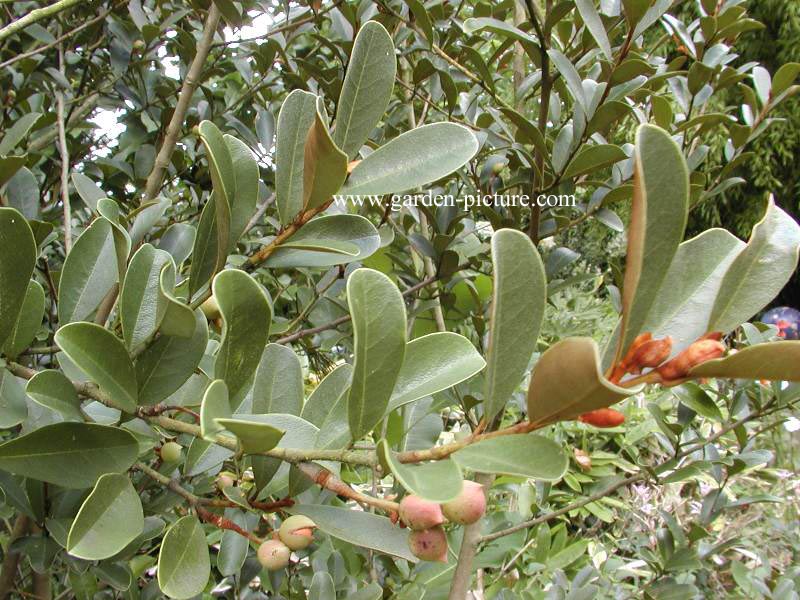 Magnolia laevifolia