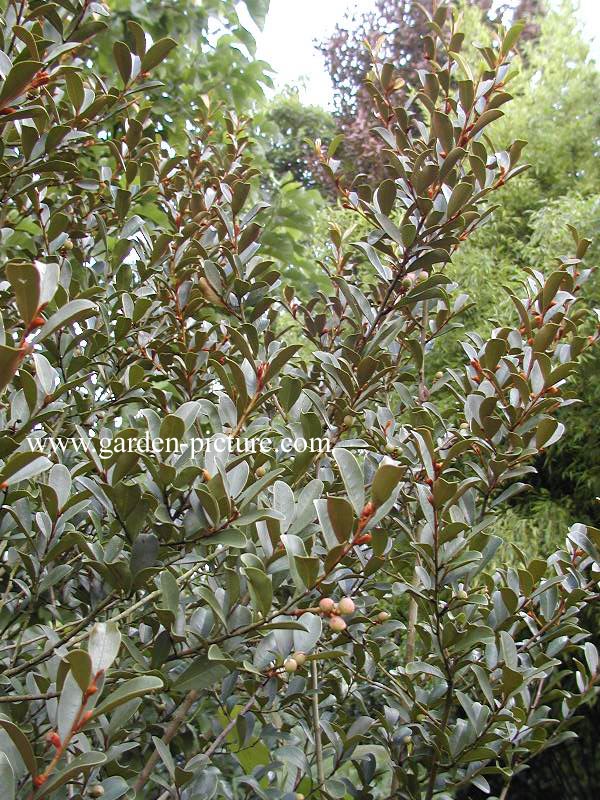 Magnolia laevifolia