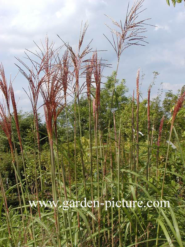 Miscanthus sinensis 'Malepartus'