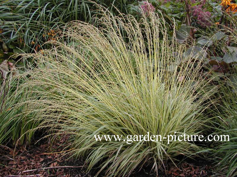 Molinia caerulea 'Variegata'