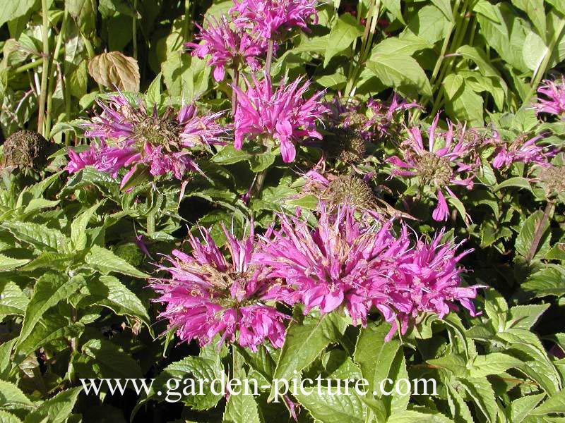 Monarda 'Acpetdel' (PETITE DELIGHT)