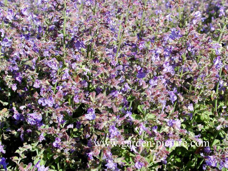 Nepeta faassenii 'Kit Cat'