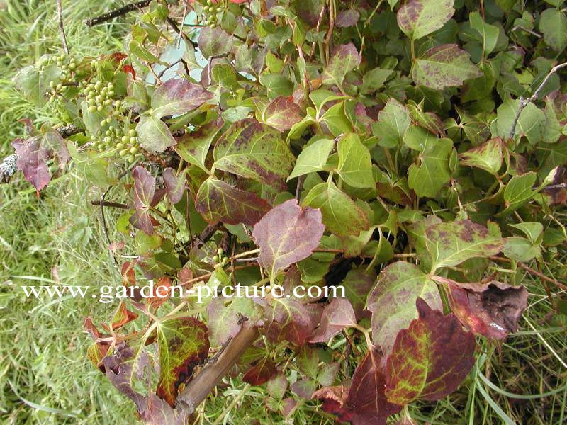 Parthenocissus tricuspidata 'Minutifolia'