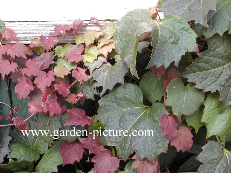 Parthenocissus tricuspidata 'Purpurea'