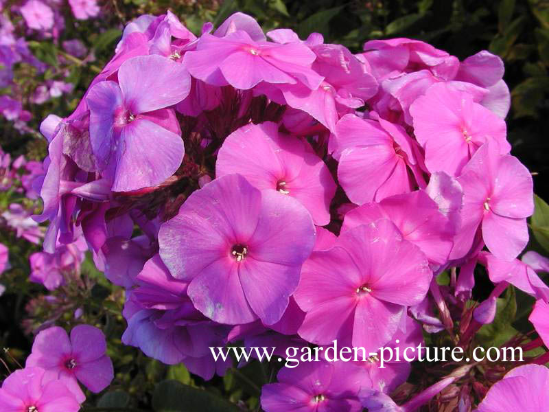 Phlox paniculata 'Amethyst'