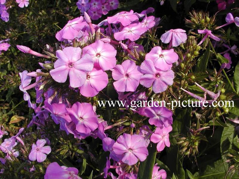 Phlox paniculata 'Blue Boy'