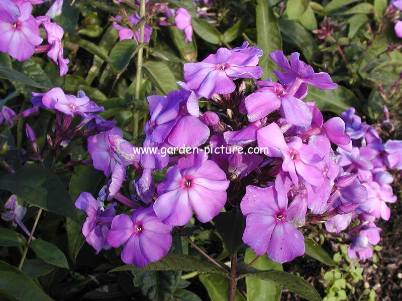 Phlox paniculata 'Blue Paradise'