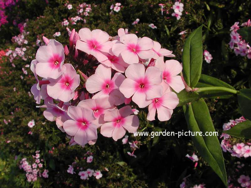 Phlox 'Bright Eyes' (Paniculata Group)