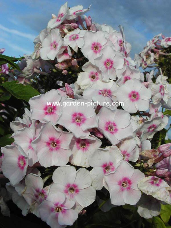 Phlox paniculata 'Europa'