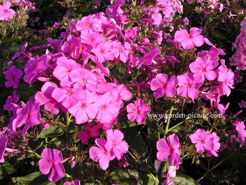 Phlox paniculata 'Look Again'