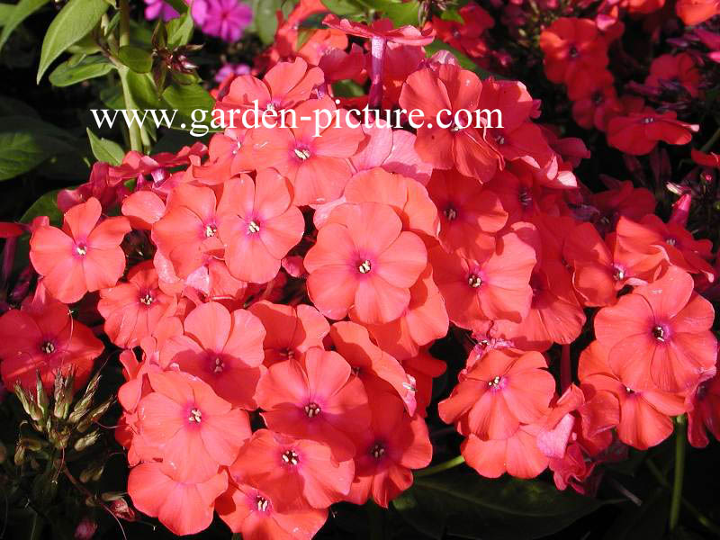 Phlox paniculata 'Orange Perfection'