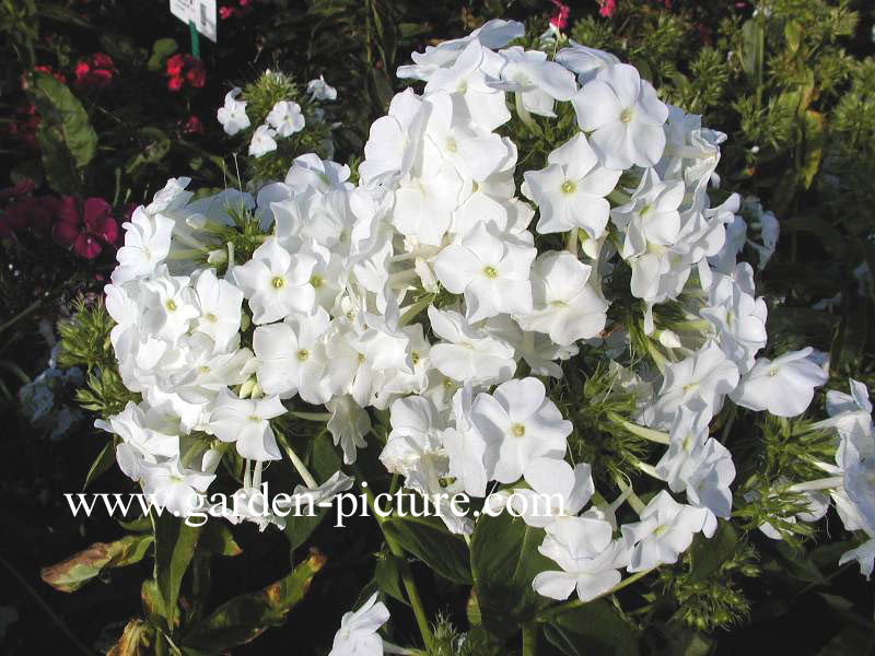 Phlox douglasii 'White Admiral'