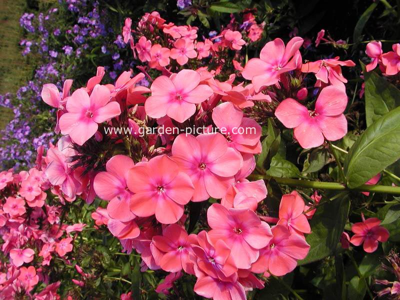 Phlox 'Windsor'