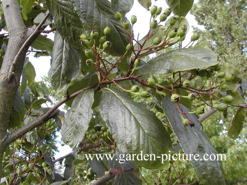 Photinia beauverdiana