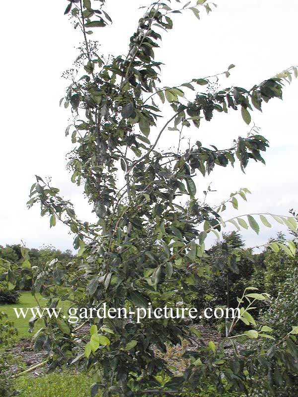 Photinia beauverdiana