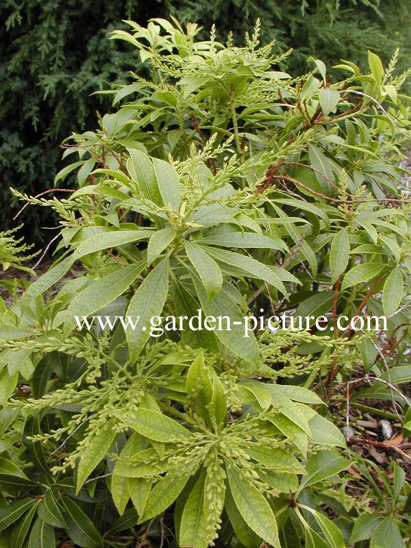 Pieris japonica 'White Cascade'