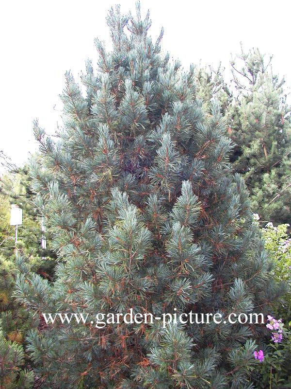 Pinus cembra 'Compacta Glauca'