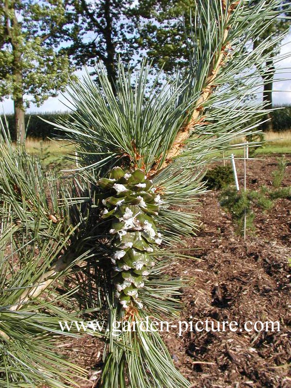 Pinus flexilis 'Pendula'