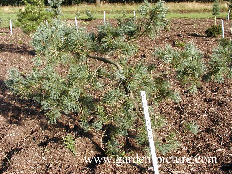 Pinus flexilis 'Pendula'