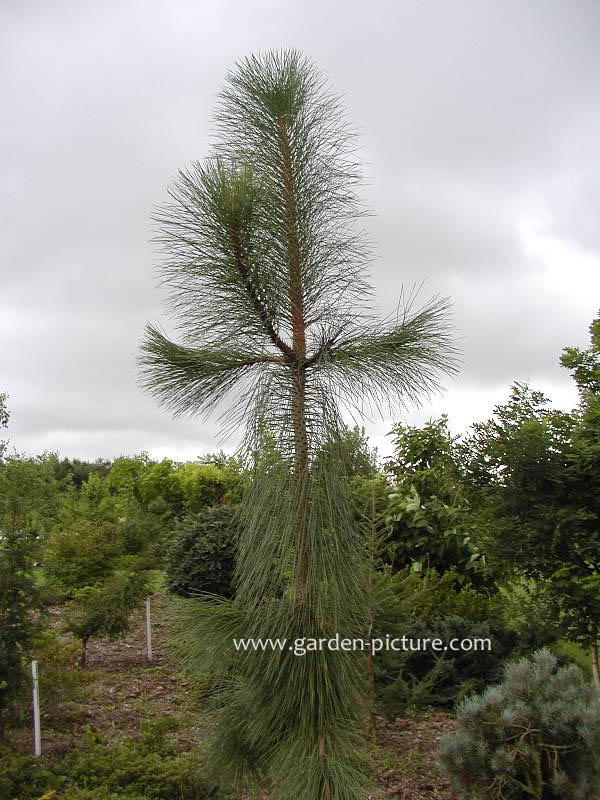 Pinus ponderosa 'Pendula'