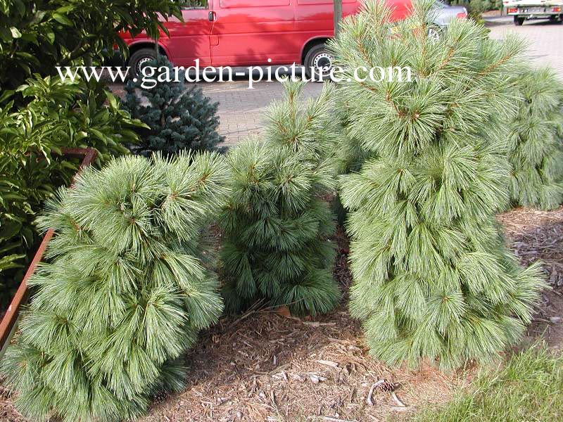 Pinus schwerinii 'Wiethorst'