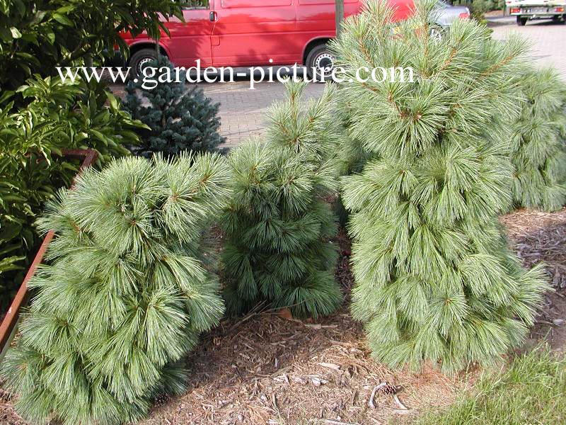 Pinus schwerinii 'Wiethorst'