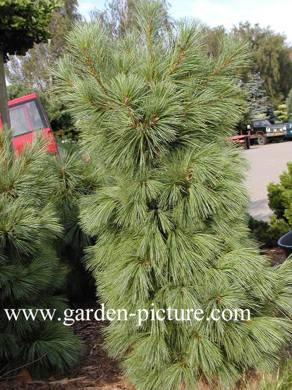 Pinus schwerinii 'Wiethorst'