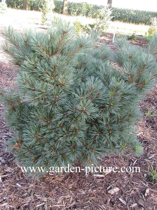 Pinus strobus 'Kruegers Lilliput'