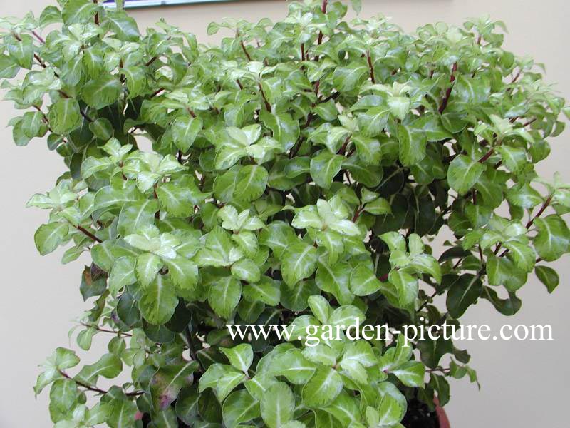 Pittosporum tenuifolium 'Gold Star'