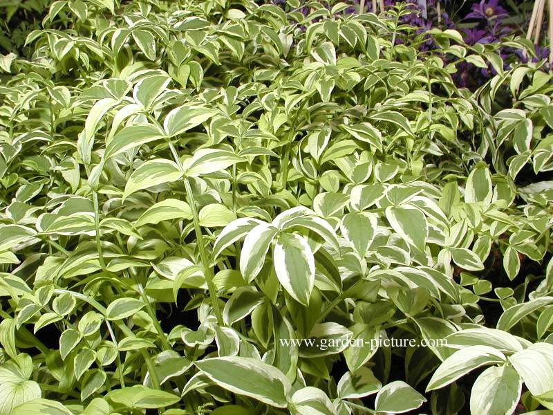 Polemonium reptans 'Stairway to Heaven'