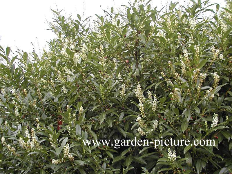 Prunus laurocerasus 'Herbergii'