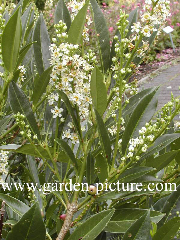 Prunus laurocerasus 'Otto Luyken'