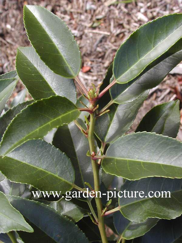 Prunus lusitanica 'Angustifolia'