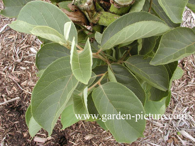 Pterostyrax corymbosa