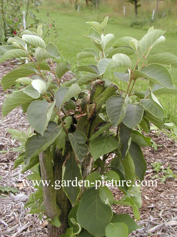 Pterostyrax corymbosa