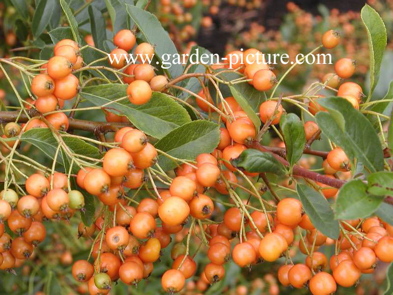 Pyracantha 'Golden Charmer'