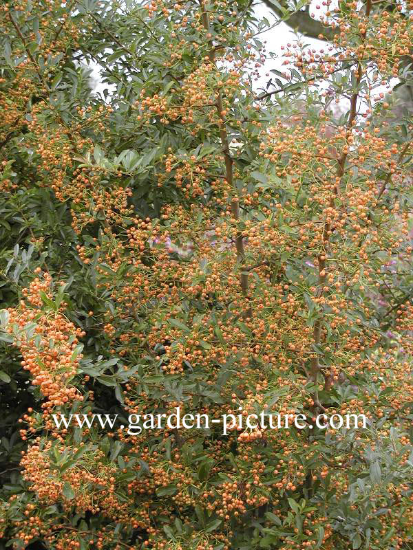 Pyracantha 'Golden Charmer'