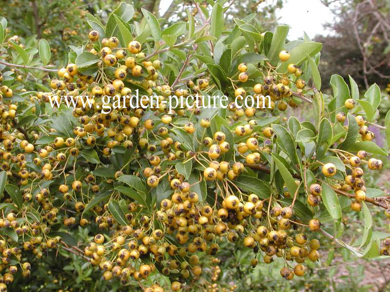 Pyracantha 'Soleil d'Or'