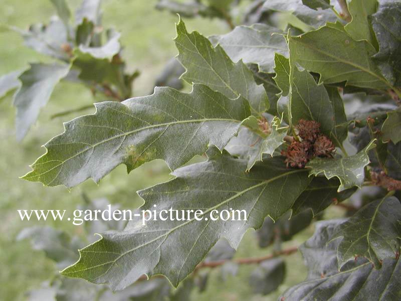 Quercus hispanica 'Wageningen'