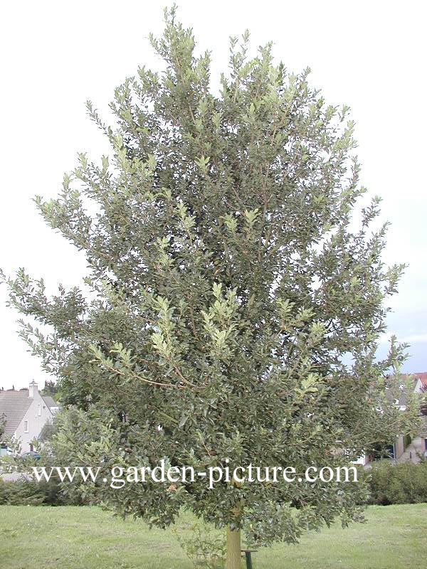 Quercus hispanica 'Wageningen'