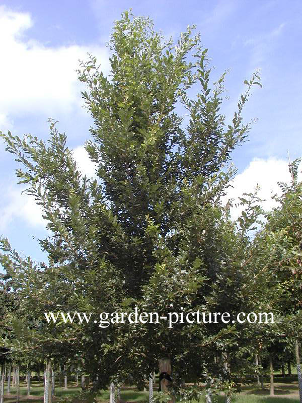 Quercus ilex