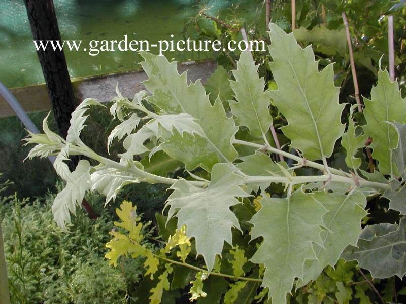 Quercus ithaburensis 'Hemelrijk Silver'