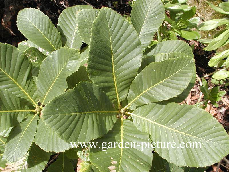 Quercus pontica