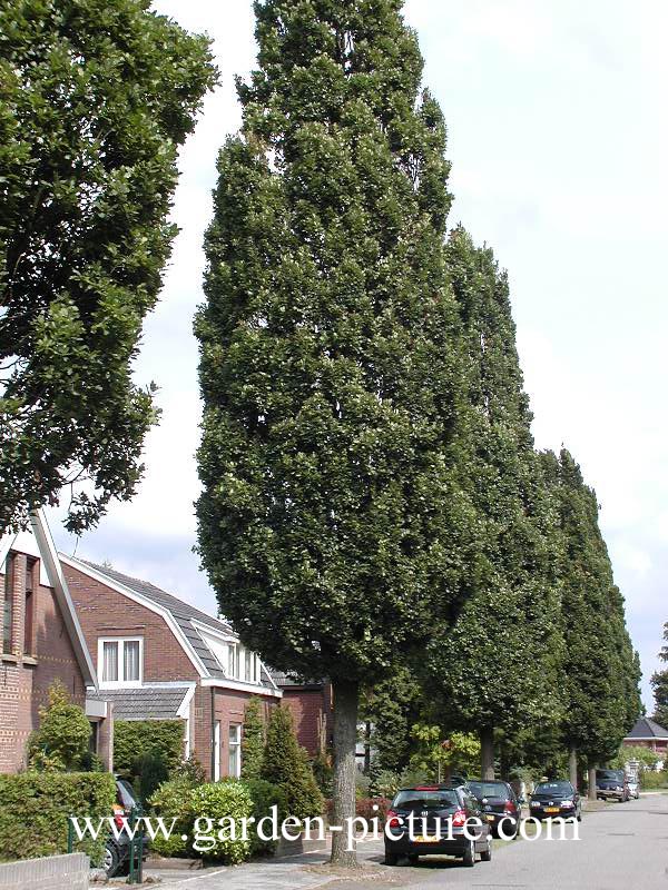 Quercus robur 'Fastigiate Koster'
