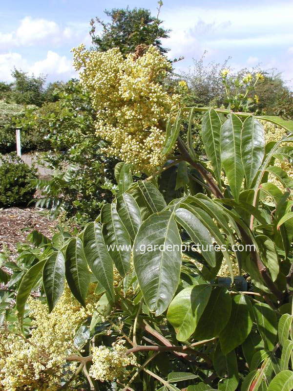 Rhus copallina