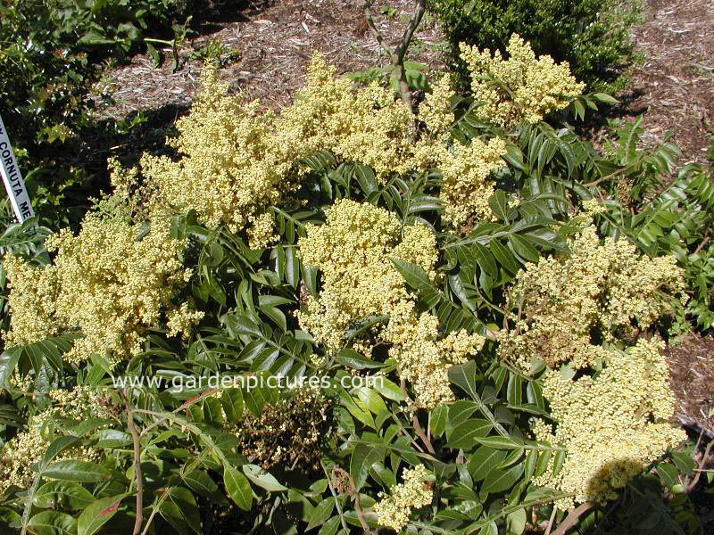 Rhus copallina