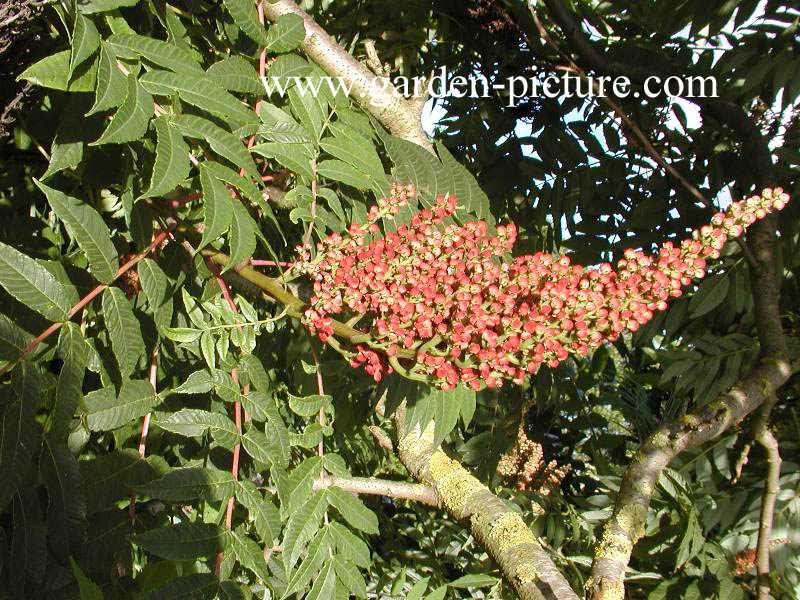 Rhus glabra