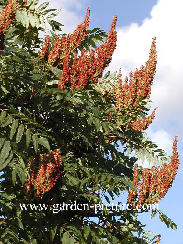 Rhus glabra