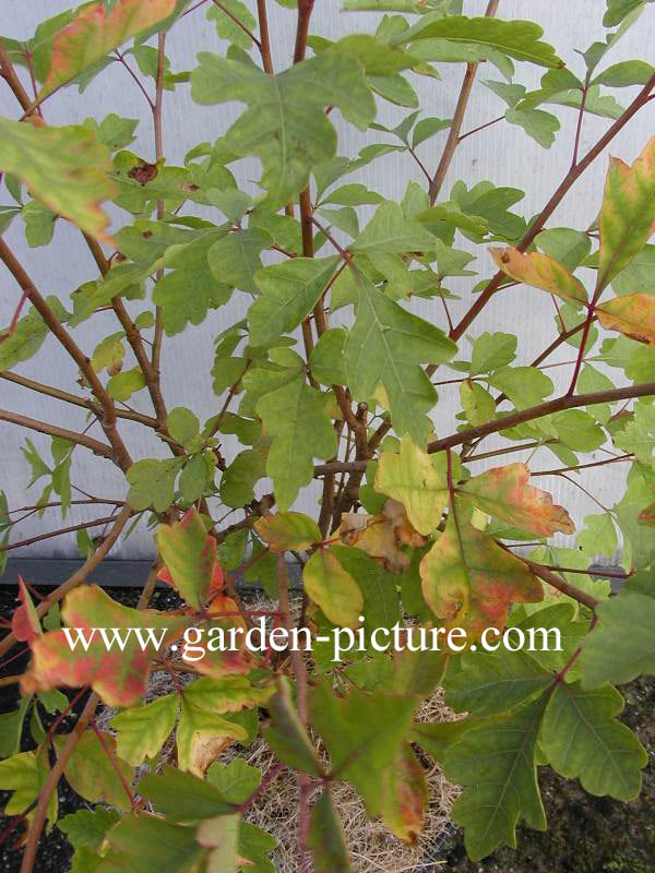 Rhus aromatica