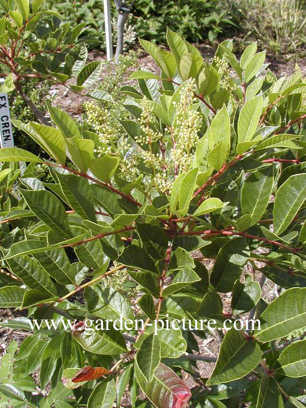 Rhus verniciflua